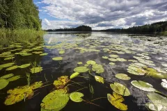 FIN0716_0450_Water lillies on the lake (Southern Finland)