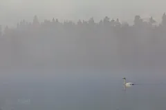 FIN0719_0809_Swan in the mist (Finland)
