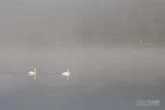 FIN0813_0446_Swans in the fog (Southern Finland)