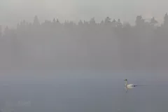 FIN0719_0809_Swan in the mist (Finland)