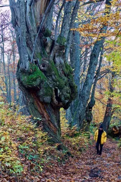 BRA1123_1086_Centuries-old chestnut on Brallo Pass (Italy)