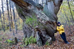 BRA1123_1087_Centuries-old chestnut on Brallo Pass (Italy)