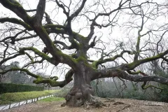 CAP0222_0909_The oak of the witches in Tuscany (Italy)