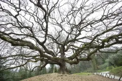 CAP0222_0910_The oak of the witches in Tuscany (Italy)