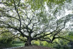 CAP1121_0890_The Oak of the Witches in Tuscany (Italy)