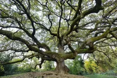 CAP1221_0889_The Oak of the Witches in Tuscany (Italy)