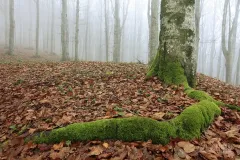 CAS1111_0461_Early morning fog in the beech forest (Casentino forests Italy)