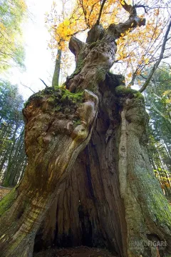 CAS1111_0470_Miraglia chestnut tree in the Casentino forests (Italy)