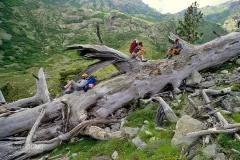 COR0688_0476_Relaxing on a giant fallen corsican pine tree during the GR20 hike in Corsica (France)