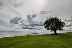 EST0923_1089_Solitary tree on the seaside (Estonia)