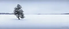 FIN0310_0478_Solitary pine tree on the shores of the frozen Livojarvi lake (Northern Finland)