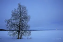 FIN0316_0136_Dawn with the full moon on the shores of the frozen Livojärvi lake (Northern Finland)