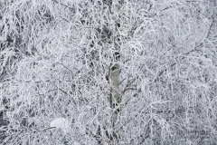 FIN0316_0147_Rime on the birch branches (Finland)