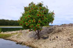 FIN0812_0479_Solitary rowan tree on the coast of the Baltic sea (Finland)