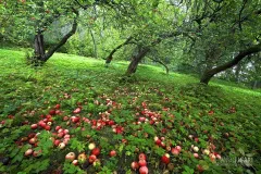 FIN0918_0456_Apple trees (Southern Finland)