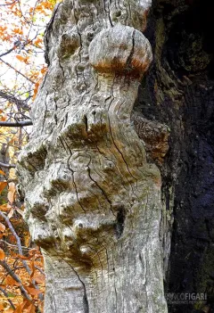 GRU1017_0471_Nature master of sculpture in the chestnut forest of Grou in the hinterland of Liguria (Italy)