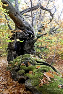 GRU1017_0472_Old chestnut tree covered with moss in the forest of Grau in the hinterland of Liguria (Italy)