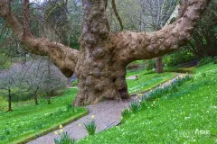 ING0416_0465_Giant tree in the Glendurgan botanical garden in Cornwall (England)