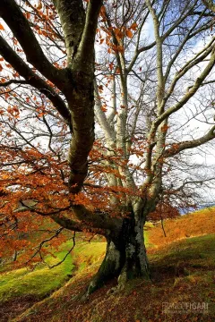 INT1118_0463_Giant beech tree in Val d'Intelvi (Italy)