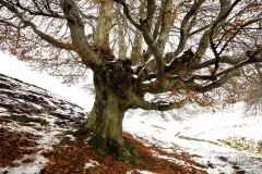 INT1118_0464_Giant beech tree in Val d'Intelvi covered with the first autumn snow (Italy)