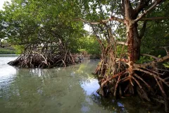 MAR0319_0490_Mangrove forest (Martinique)