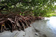 MAR0319_0491_Mangrove forest (Martinique)