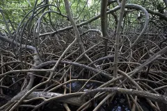 MAR0319_0492_Mangrove forest (Martinique)