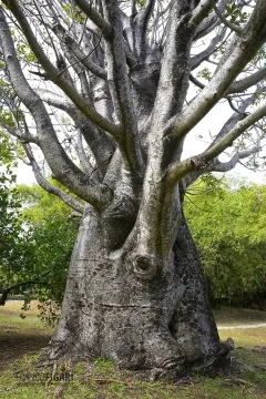MAR0319_0493_Baobab tree (Martinique)