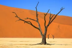 NAM0815_0466_In the Namib desert Deadvlei is an ancient clay-bedded lake surrounded by the great red dune of Sossusvlei (Namibia)