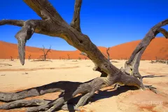 NAM0815_0486_Ancient tree in Deadvlei which was once a clay-bedded lake surrounded by the red dunes of Sossusvlei (Namibia)