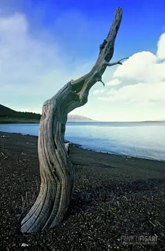 PAT1106_0485_What's left of an ancient forest on the shore of lake Argentino in Patagonia (Argentina)