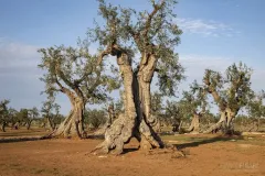 PUG0422_0948_Monumental olive trees in Puglia (Italy)