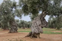 PUG0422_0949_Monumental olive trees in Puglia (Italy)