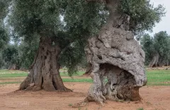 PUG0422_0950_Monumental olive trees in Puglia (Italy)