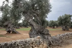 PUG0422_0951_Monumental olive trees in Puglia (Italy)