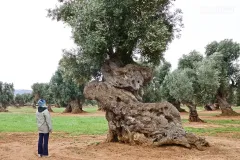 PUG0422_0952_Monumental olive trees in Puglia (Italy)