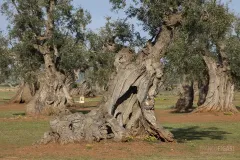 PUG0422_0953_Monumental olive trees in Puglia (Italy)