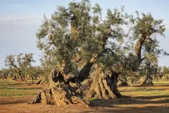 PUG0422_0954_Monumental olive trees in Puglia (Italy)