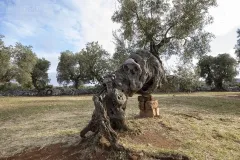 PUG0422_0955_Monumental olive trees in Puglia (Italy)