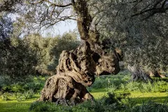 SAR0322_0928_Ancient olive tree in Sardinia (Italy)