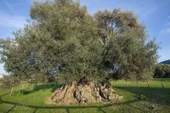 SAR0322_0929_Sa Reina the largest olive tree in the Mediterranean (Sardinia)