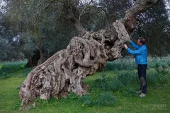 SAR0322_0930_Ancient olive tree in Sardinia (Italy)