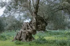 SAR0322_0931_Ancient olive tree in Sardinia (Italy)