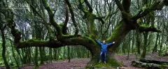 SAR0519_0817_Centuries-old holm oak tree in the Montiferru (Sardinia Italy)