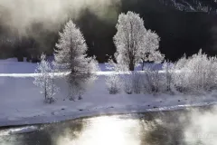 SVI0214_0893_Frozen trees on the river Inn (Switzerland)