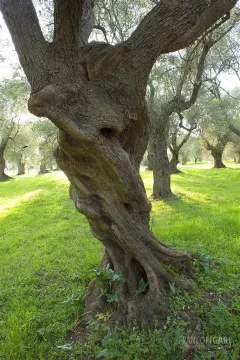 TOS0414_0473_Old olive tree in Maremma Tuscany (Italy)