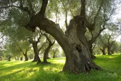 TOS0414_0474_Old olive trees in Maremma (Tuscany Italy)
