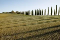 TUS0222_0911_Row of cypresses in Val d’Orcia (Tuscany Italy)