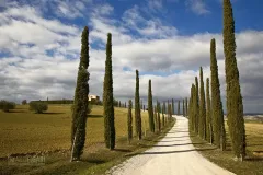 TUS0222_0912_Row of cypresses in Val d’Orcia (Tuscany Italy)