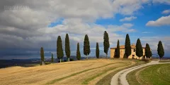 TUS0222_0913_Row of cypresses in Val d’Orcia (Tuscany Italy)